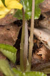 Roundleaf yellow violet